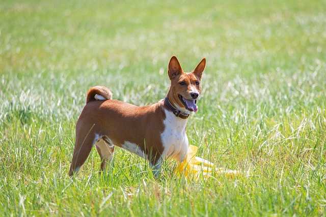 Basenji Puppies South Australia