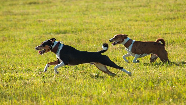 Basenji Puppies Sunshine Coast