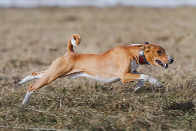 Basenji Puppies Sydney