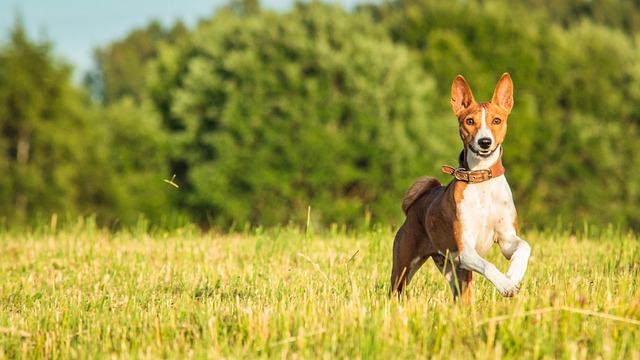 Basenji Puppies Western Australia