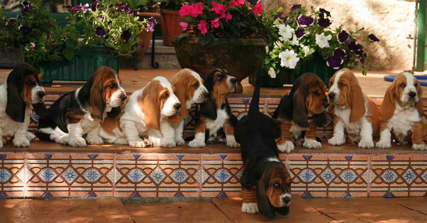 Basset Hound Puppies Adelaide