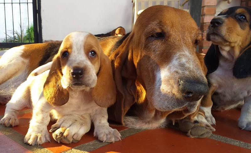 Basset Hound Puppies Brisbane