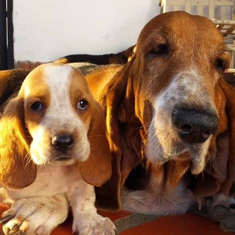 Basset Hound Puppies Melbourne