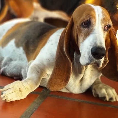 Basset Hound Puppies NSW