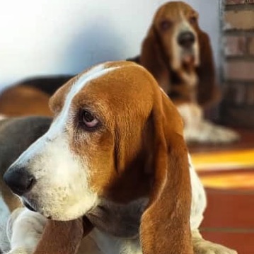 Basset Hound Puppies Queensland