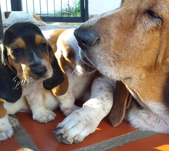 Basset Hound Puppies Sunshine Coast