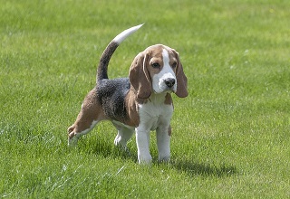 Beagle Puppies Brisbane