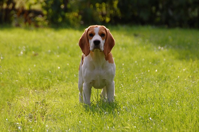 Beagle Puppies Melbourne