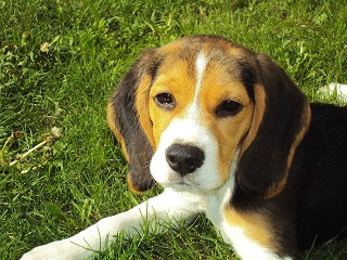 Beagle Puppies NSW