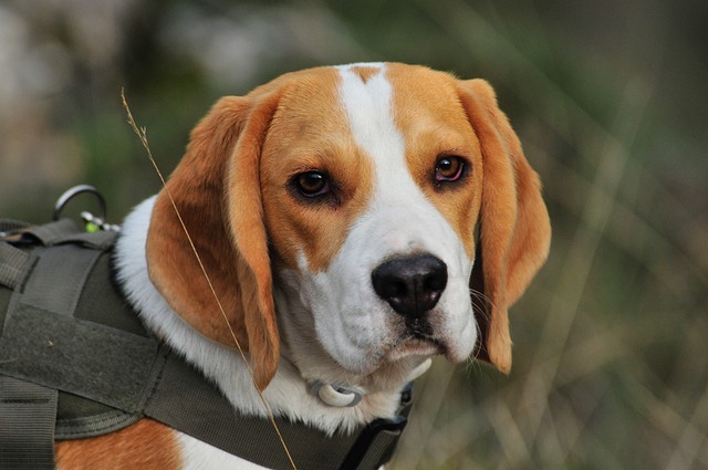 Beagle Puppies Queensland