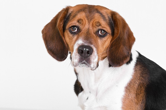 Beagle Puppies Sunshine Coast