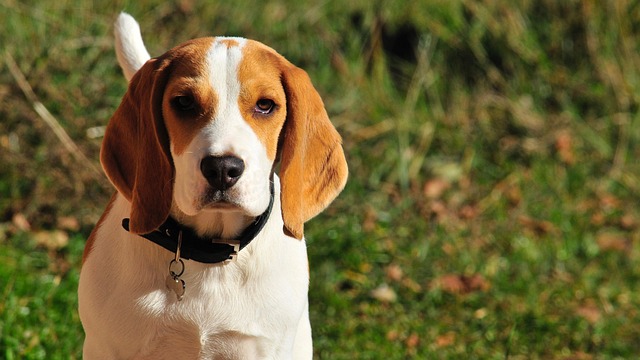 Beagle Puppies Sydney