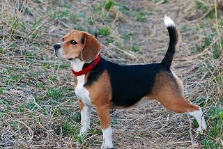 Beagle Puppies Victoria