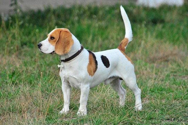 Beagle Puppies Western Australia