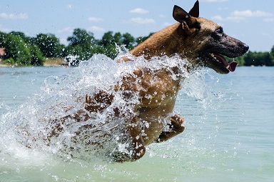 Belgian Shepherd Puppies Brisbane