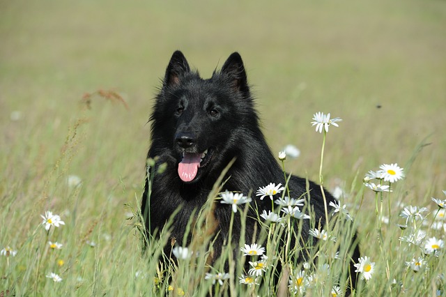 Belgian Shepherd Puppies Canberra