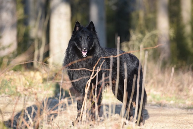 Belgian Shepherd Puppies NSW