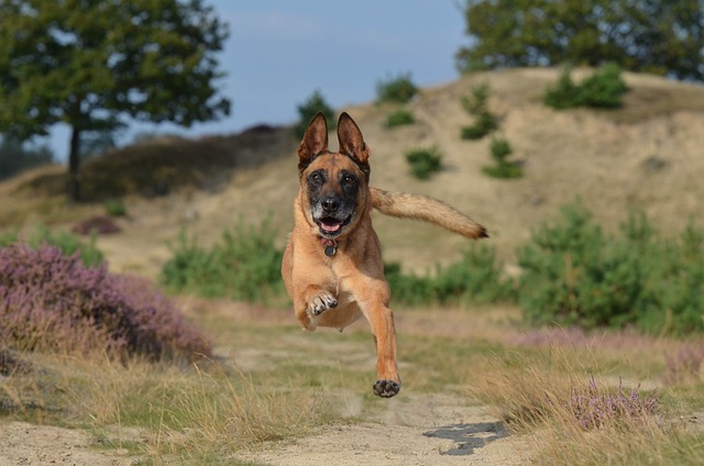 Belgian Shepherd Puppies Queensland