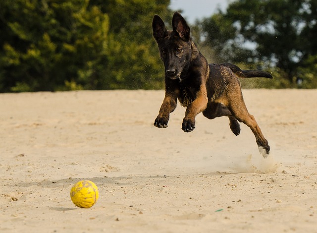 Belgian Shepherd Puppies South Australia