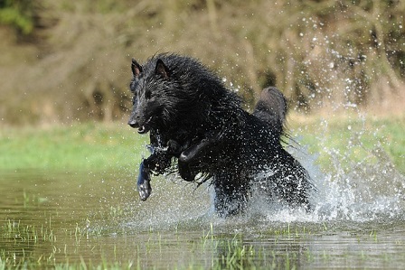 Belgian Shepherd Puppies Sunshine Coast