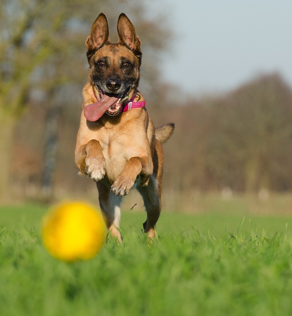 Belgian Shepherd Puppies Sydney