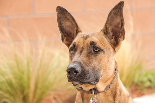 Belgian Shepherd Puppies Tasmania