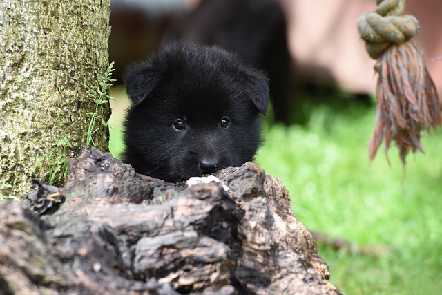 Belgian Shepherd Puppies Victoria