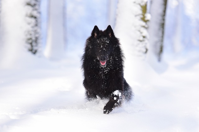 Belgian Shepherd Puppies Western Australia