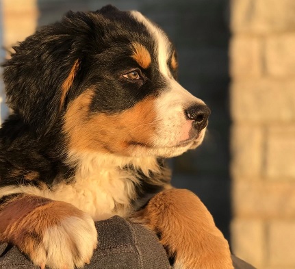 Bernese Mountain Dog Puppies Brisbane