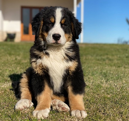 Bernese Mountain Dog Puppies Melbourne