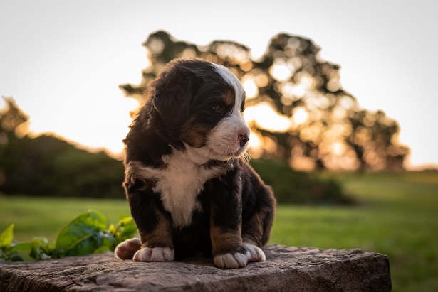 Bernese Mountain Dog Puppies NSW