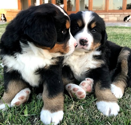 Bernese Mountain Dog Puppies Queensland