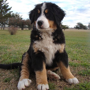 Bernese Mountain Dog Puppies Sunshine Coast