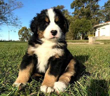 Bernese Mountain Dog Puppies Sydney