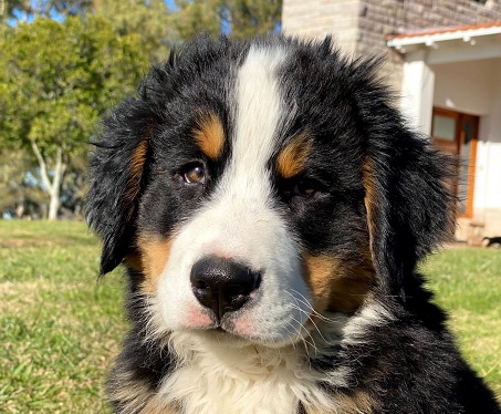 Bernese Mountain Dog Puppies Victoria