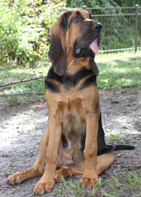 Bloodhound Puppies Brisbane