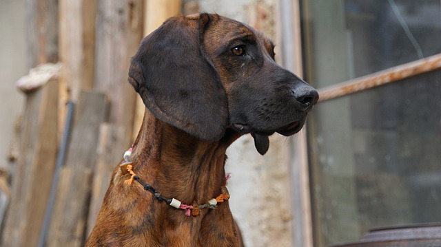 Bloodhound Puppies Canberra