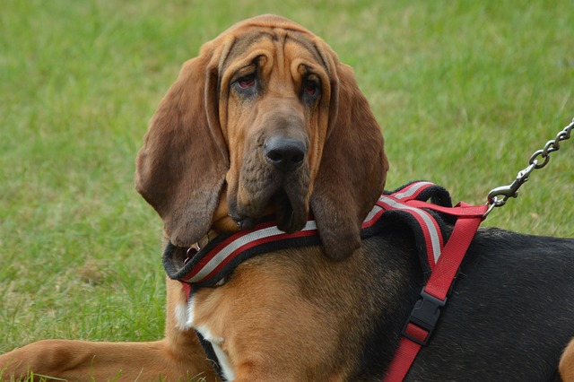 Bloodhound Puppies Melbourne