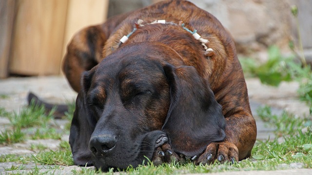 Bloodhound Puppies NSW