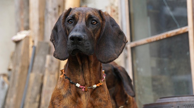 Bloodhound Puppies Queensland