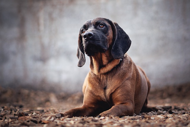 Bloodhound Puppies South Australia