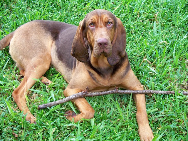 Bloodhound Puppies Sunshine Coast