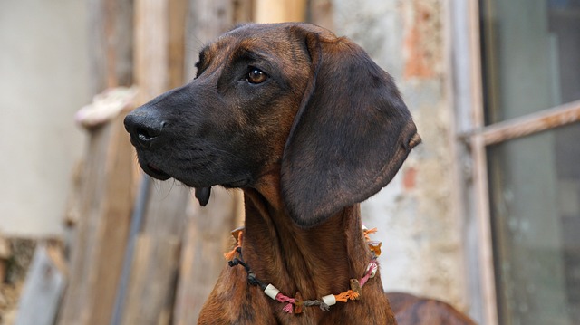 Bloodhound Puppies Sydney