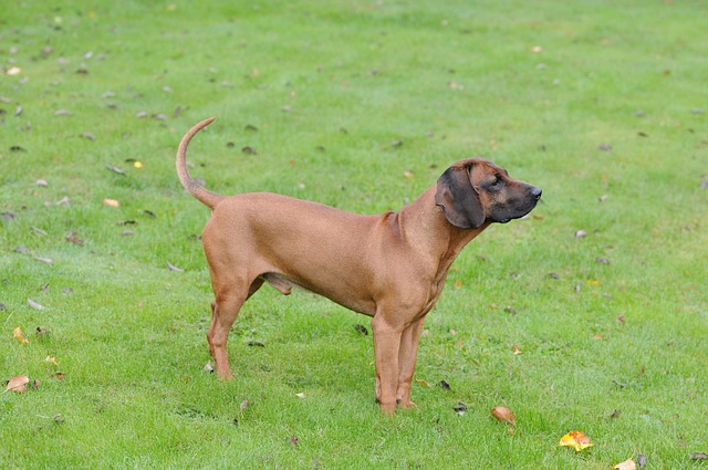 Bloodhound Puppies Tasmania