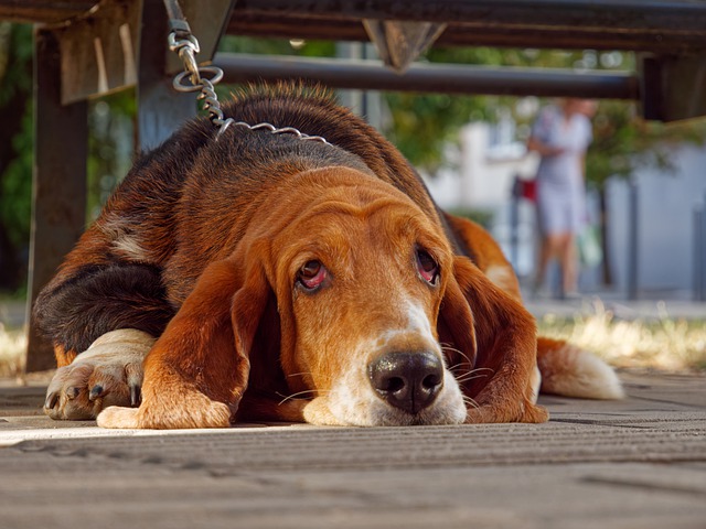 Bloodhound Puppies Victoria