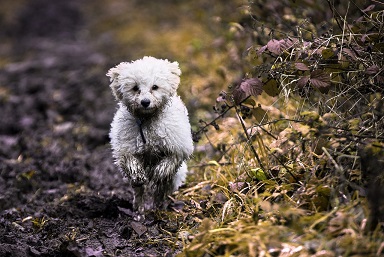 Bolognese Puppies NSW