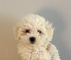 Bolognese Puppies Tasmania