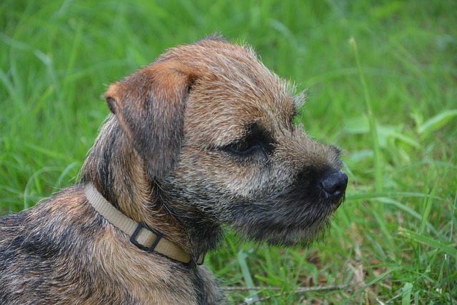 Border Terrier Puppies Canberra