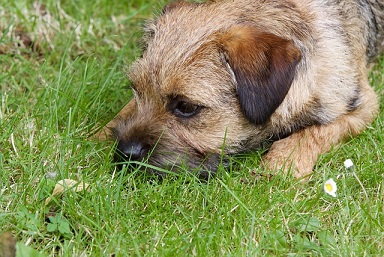 Border Terrier Puppies Melbourne