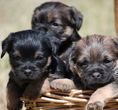 Border Terrier Puppies NSW